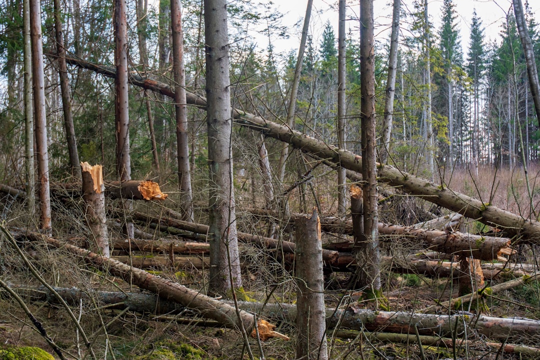 Palmolie en de keerzijde van een populair ingrediënt