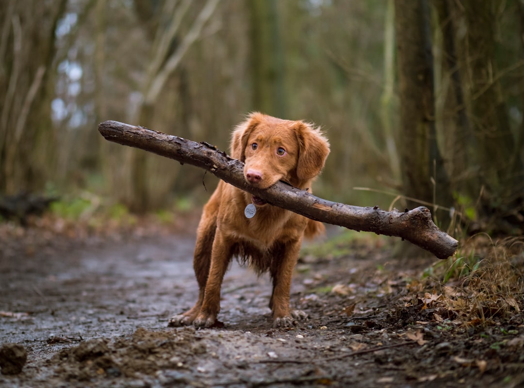 Mijn hond wil niet eten: de redenen en oplossingen op een rij